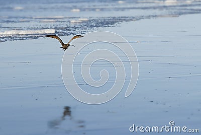 Flying long-billed curlew Stock Photo