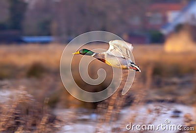 Flying male mallard in a reedswamp Stock Photo