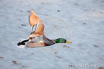 Flying mallard Stock Photo