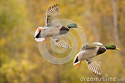 Flying mallard duck Stock Photo