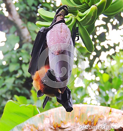 Flying mammal hanging on tree, bat eating fruit, banana tree , Stock Photo