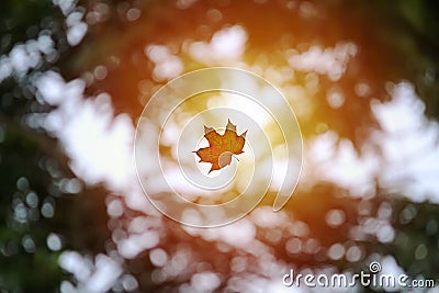 Flying maple leaf in sunny blurry background with bokehs Stock Photo