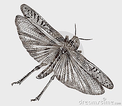 Flying migratory locust, locusta migratoria in top view Vector Illustration