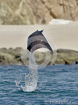 Flying Mobula Ray Stock Photo