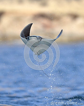 Flying Mobula Ray Stock Photo