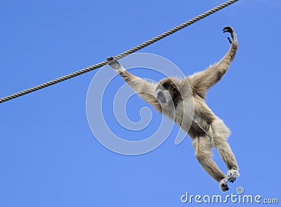 Flying monkey Stock Photo