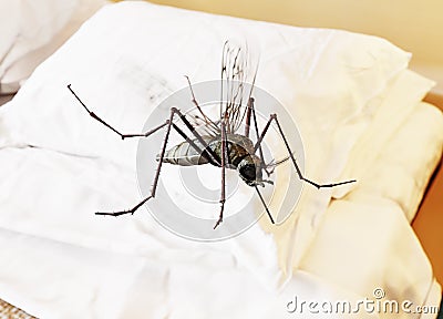 Flying mosquito Stock Photo