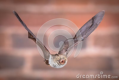 Flying Natterers bat isolated on brick background Stock Photo