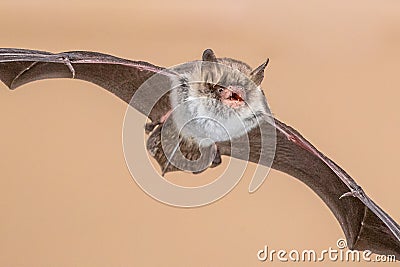 Flying Natterers bat isolated on bright brown background Stock Photo