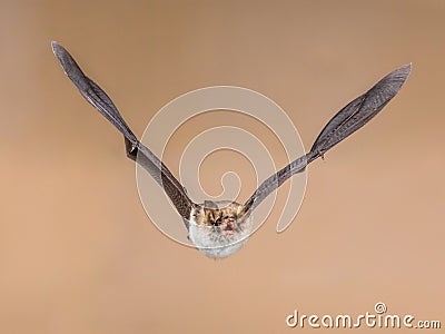 Flying Natterers bat isolated on bright brown background Stock Photo