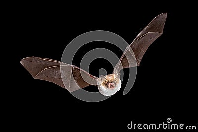 Flying Natterers bat isolated on black background Stock Photo