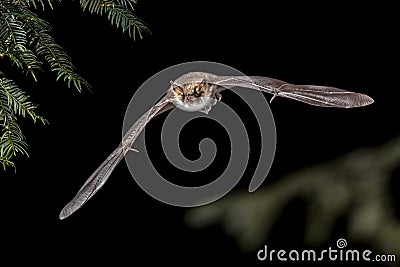 Flying Natterers bat in forest Stock Photo