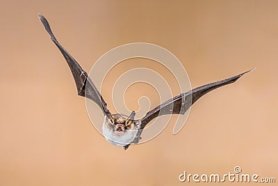 Flying Natterers bat isolated on bright brown background Stock Photo