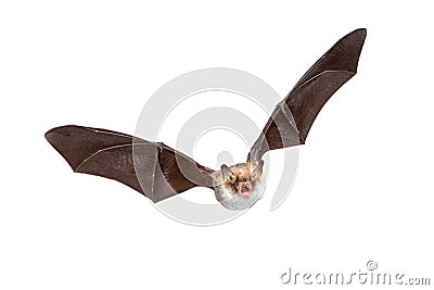 Flying Natterers bat isolated on white background Stock Photo