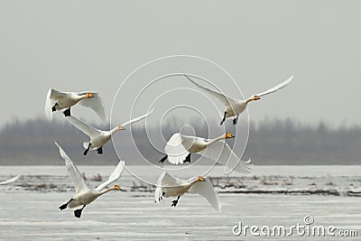 Flying-off from the ice river Stock Photo