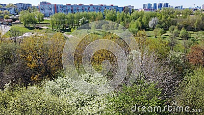 Flying over the trees in the spring park. There are young foliage and white flowers on the trees. Aerial photography of nature Stock Photo