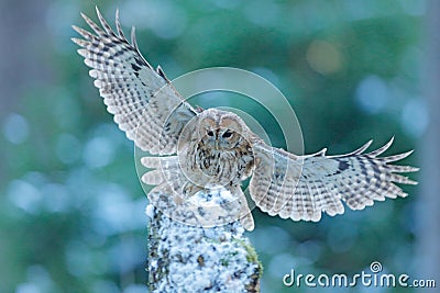 Flying owl in the snowy forest. Action scene with Eurasian Tawny Owl, Strix aluco, with nice snowy blurred forest in background Stock Photo