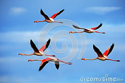 Flying pair of nice pink big bird Greater Flamingo, Phoenicopterus ruber, with clear blue sky with clouds, Camargue, France Stock Photo