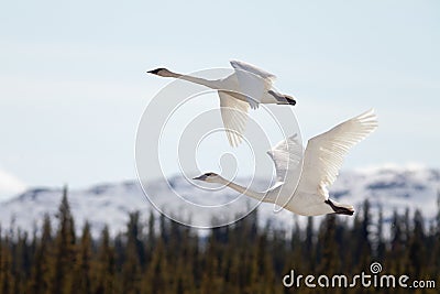 Flying pair Trumpeter Swans Cygnus buccinator Stock Photo