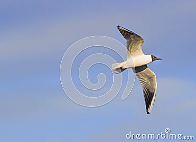 Flying Pallas`s Gull over the blue sky Stock Photo