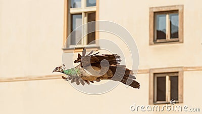 Flying peacock. Stock Photo