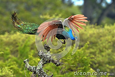 A flying peacock. Pavo cristatus. Stock Photo