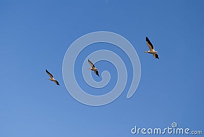 Flying pelicans, three synchronised birds. Air geometry Stock Photo