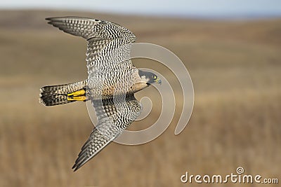 Flying Peregrine Falcon Stock Photo