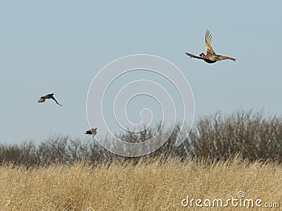 Flying Pheasants Stock Photo