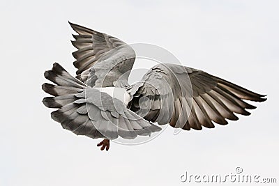 Flying pigeon bird feather wing agains white sky Stock Photo