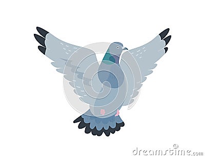 Flying pigeon flat vector illustration. Grey dove spreading feathered wings. City fauna, wildlife, street bird. Freedom Vector Illustration