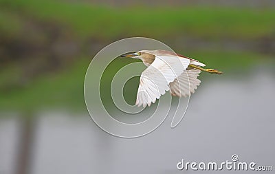 Flying pond heron bird Stock Photo