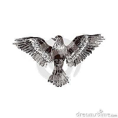 Flying proud bird in linocut retro style, vintage silhouette of bird on white Stock Photo