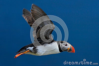 Flying puffin. Atlantic Puffin, Fratercula artica, artic black and white cute bird with red bill sitting on the rock, nature habit Stock Photo