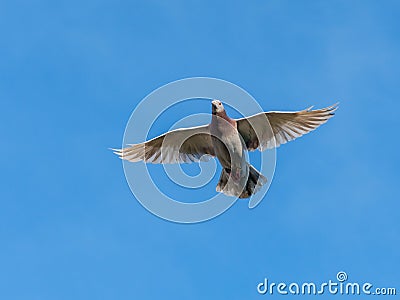 Flying racing pigeon with wings spread wide open Stock Photo