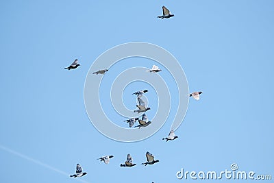 Flying racing pigeons and a blue sky Stock Photo