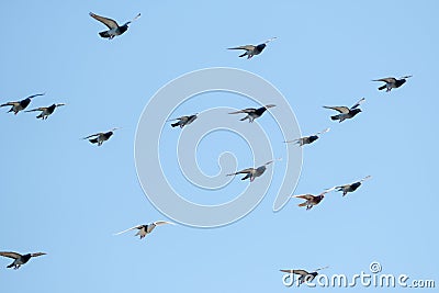 Flying racing pigeons and a blue sky Stock Photo