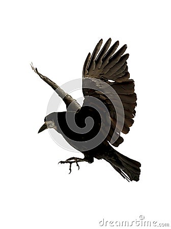 Flying raven Stock Photo