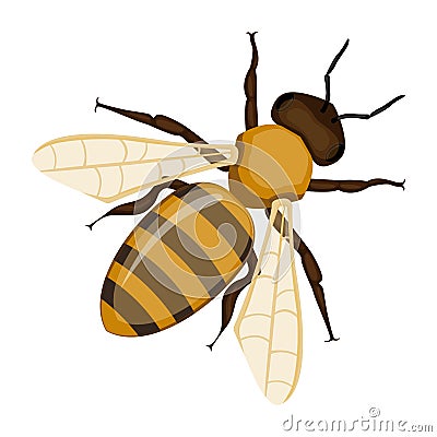 Flying realistic honey bee close-up hand drawn pattern on white Vector Illustration