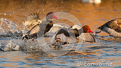 Flying Red crested pochard Stock Photo