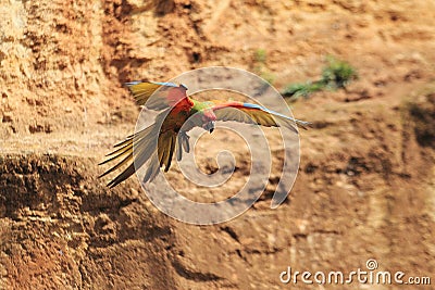 Flying red-fronted macaw Stock Photo