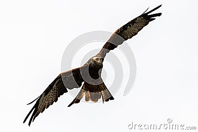 Flying Red Kite Stock Photo