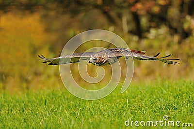 Flying Red-tailed Hawk Stock Photo