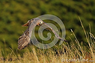 Flying Red-tailed Hawk Stock Photo