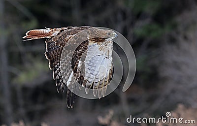 Flying Red-tailed Hawk Stock Photo