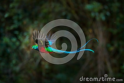 Flying Resplendent Quetzal, Pharomachrus mocinno, Costa Rica, with green forest in background. Magnificent sacred green and red Stock Photo