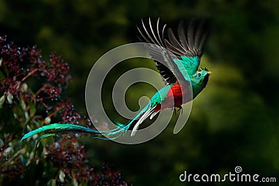 Flying Resplendent Quetzal, Pharomachrus mocinno, Savegre in Costa Rica, with green forest background. Magnificent sacred green an Stock Photo