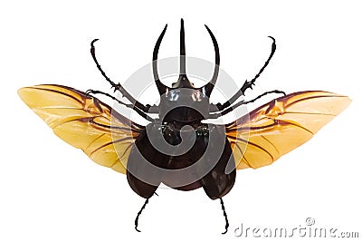 Flying rhinoceros beetle isolated on white Stock Photo