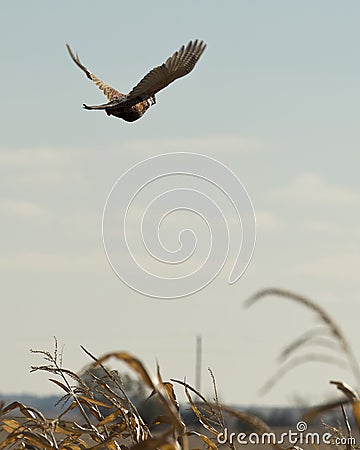 Flying Rooster Pheasant Stock Photo