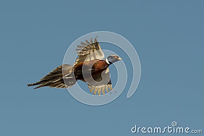 Flying Rooster Pheasant Stock Photo